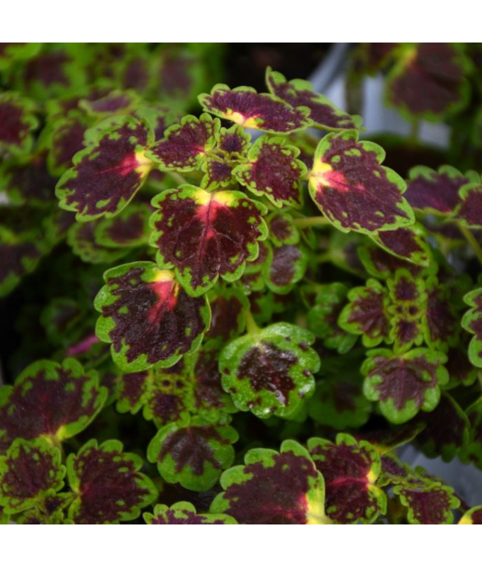 4.75T/10COLEUS TRAILING IGUAZU