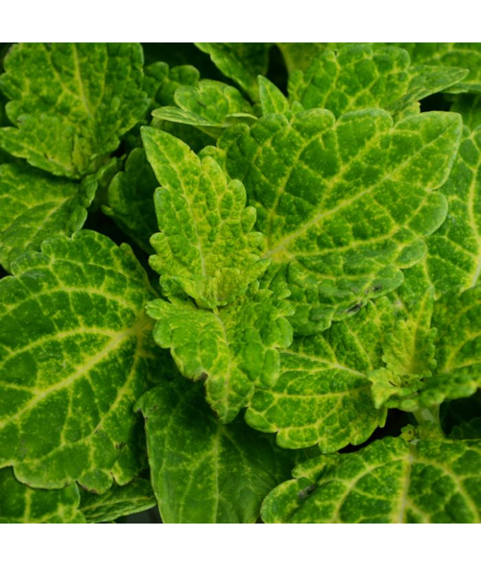 4.75T/10COLEUS ELECTRIC LIME