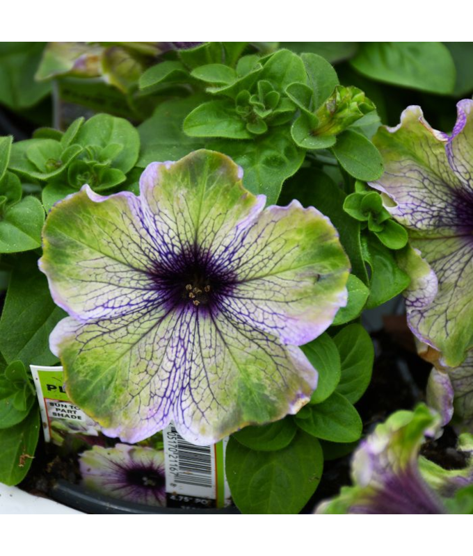 4.75T/10PETUNIA PLUM COCKATOO