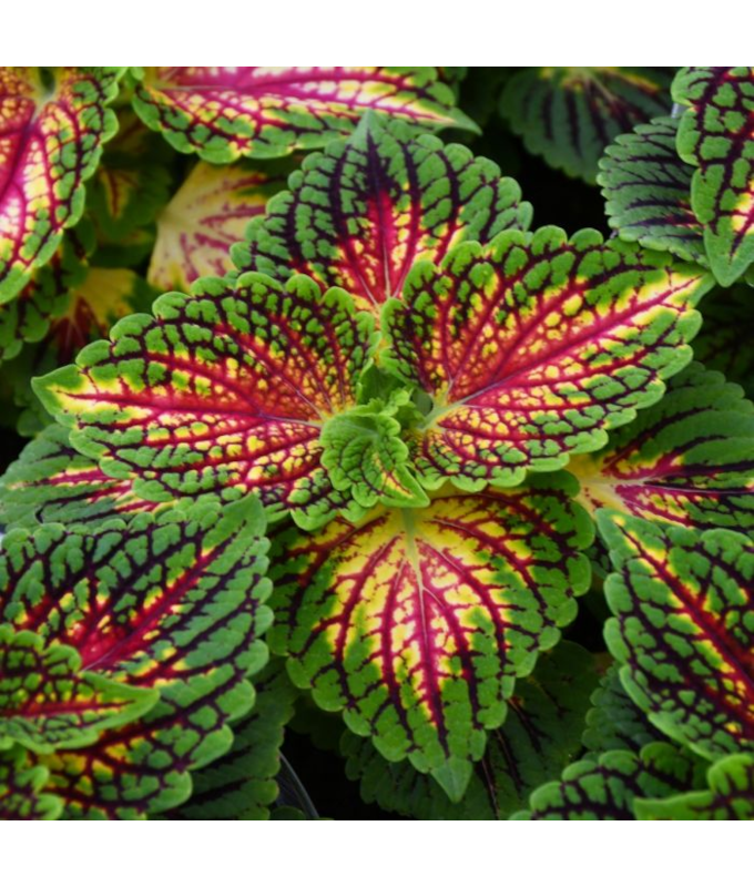 4.75T/10COLEUS MN ST LA RAMBLA