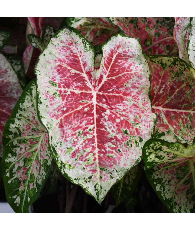 4.75T/10CALADIUM PINK CLOUD