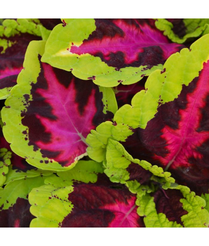 4.75T/10COLEUS KONG ROSE