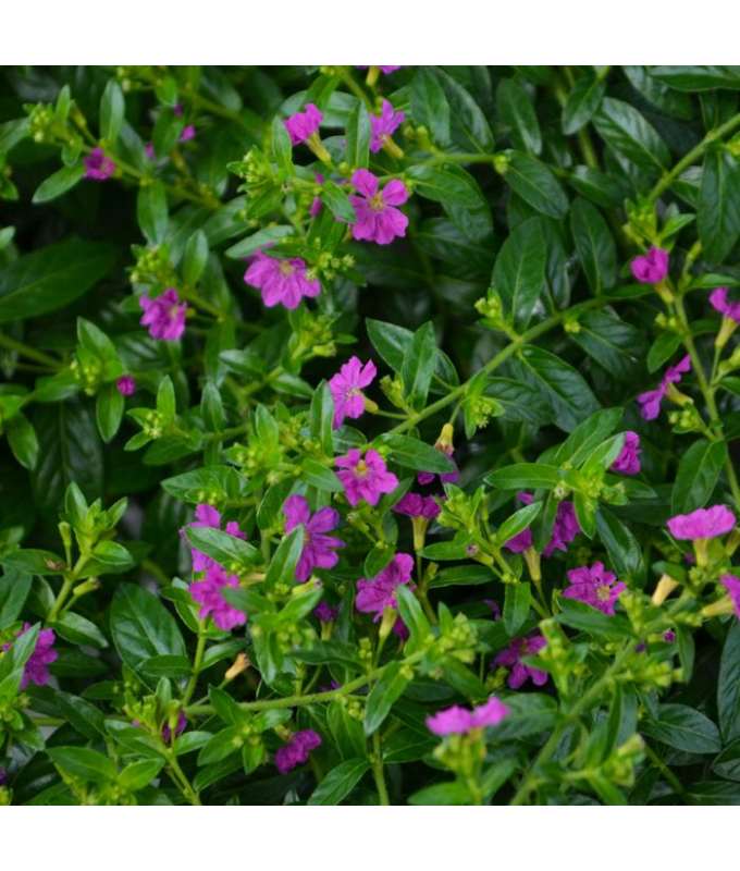 4.75T/10CUPHEA ALLYSON