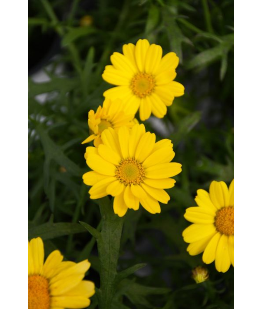 4.75T/10ARGYRANTHEMUM YELLOW