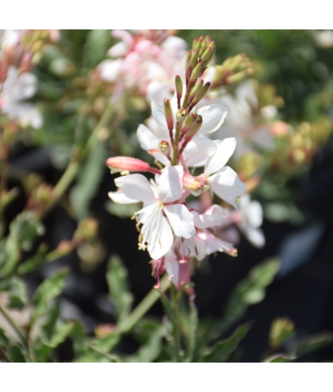 4.75T/10GAURA WHITE