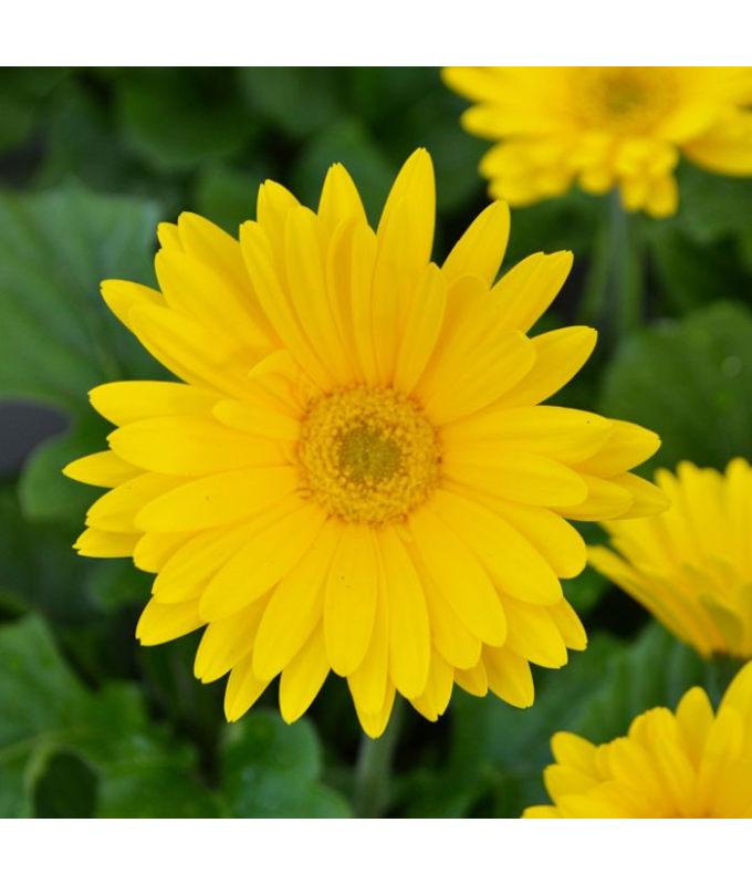 4.75T/10GERBERA JAGUAR YELLOW