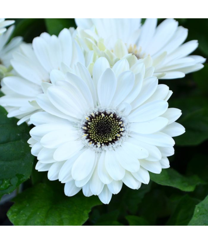 4.75T/10GERBERA MAJORETTE WHITE