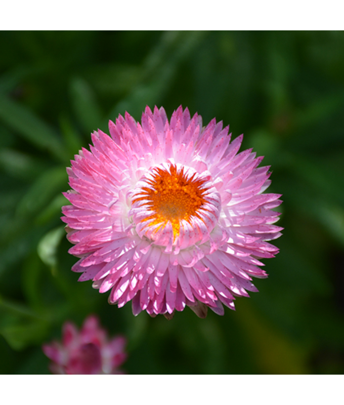 4.75T/10BRACT SUNBRERO PINK