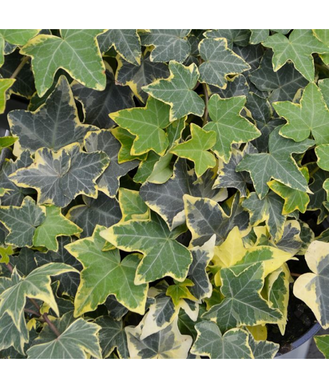 4.75T/10HEDERA IVY GOLD CHILD