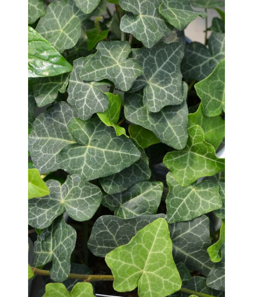 4.75T/10HEDERA IVY MODERN TIMES