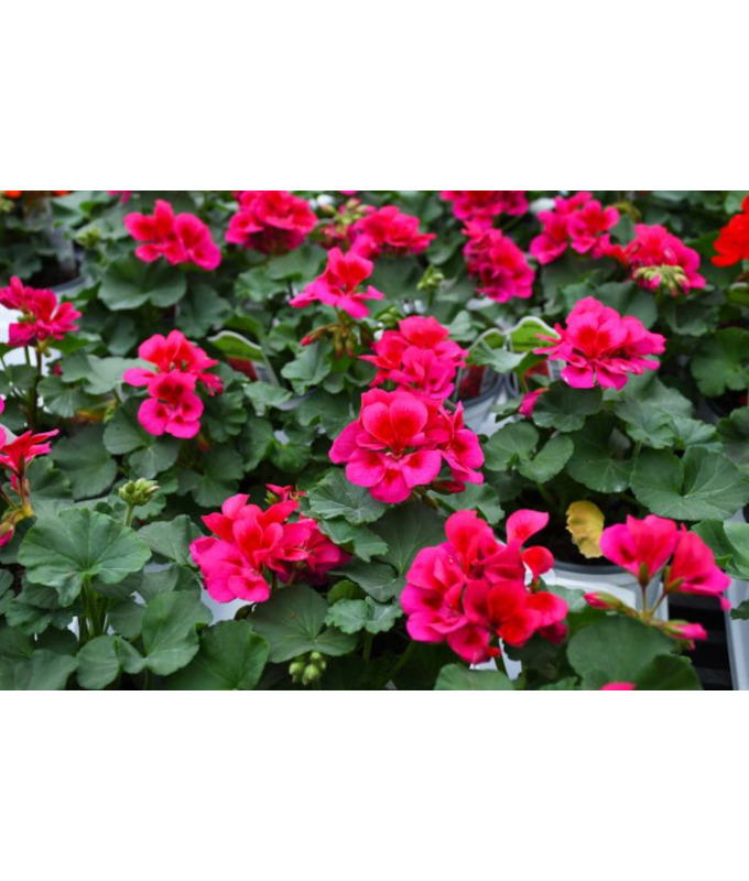 4.75T/10GERAN MOJO CRAN SPLSH