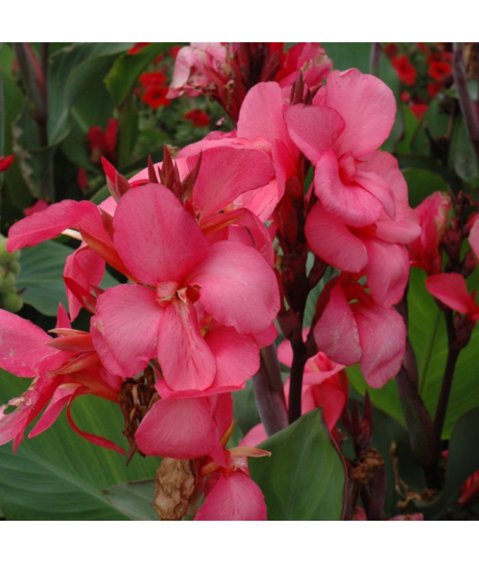 4.75T/10CANNA CANNOVA ROSE