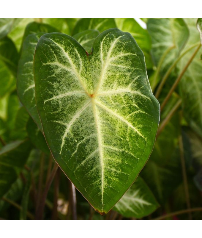4.75T/10CALADIUM AARON