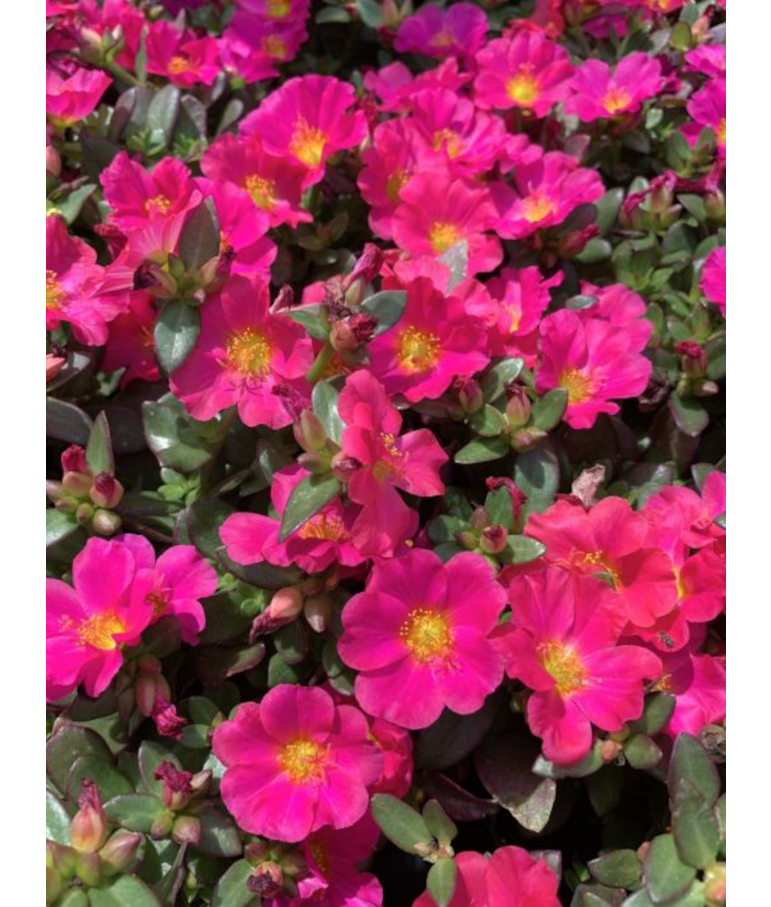 4.75T/10PORTULACA NANO FUCHSIA