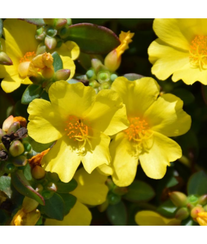 4.75T/10PORTULACA NANO YELLOW