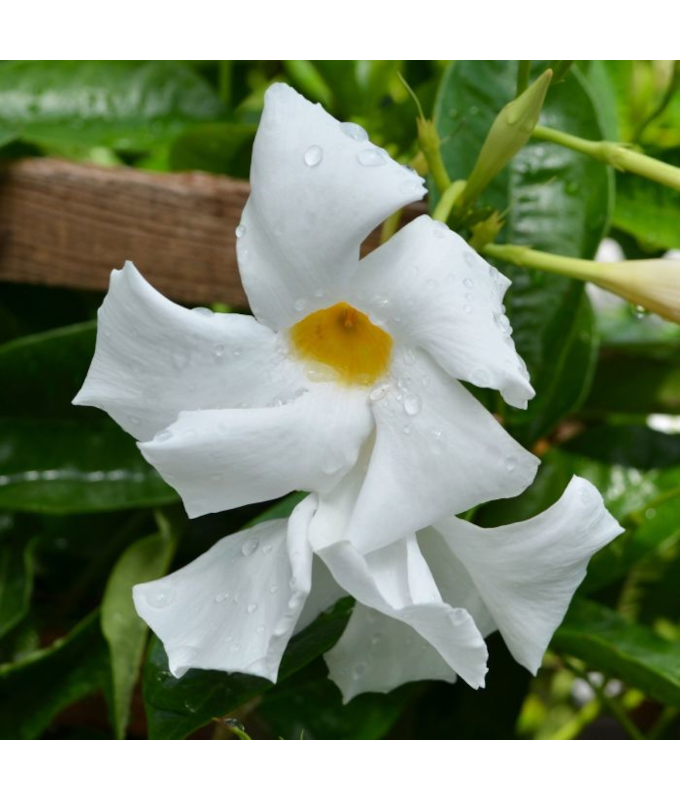 Z-4.75T/10MANDEVILLA WHITE