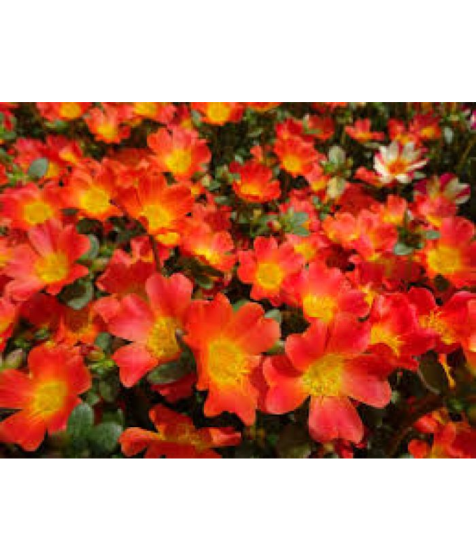 4.75T/10PORTULACA NANO ORANGE