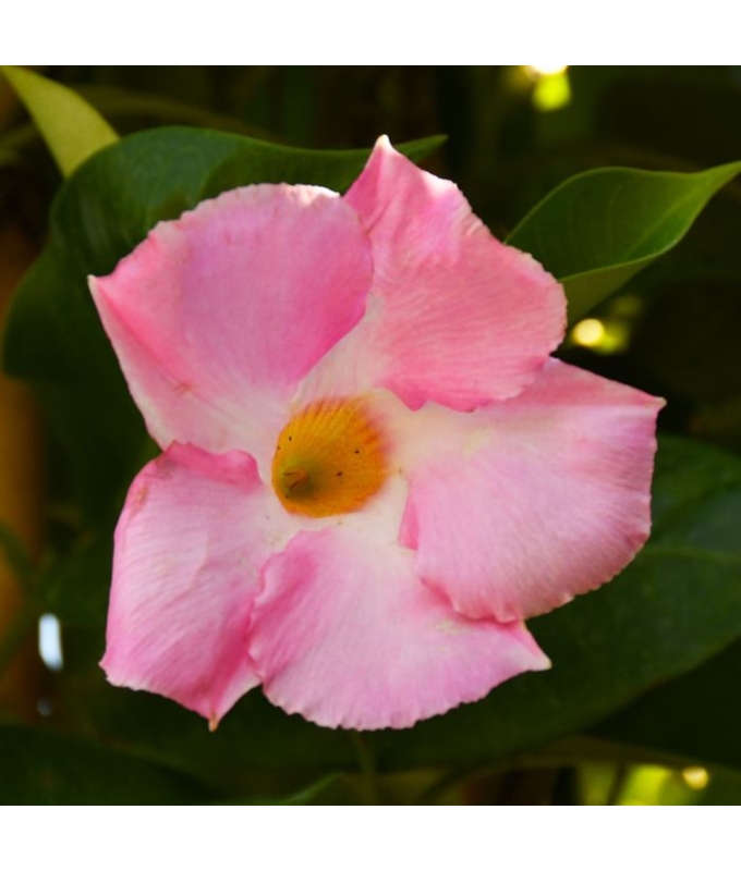4.75T/10MANDEVILLA PINK