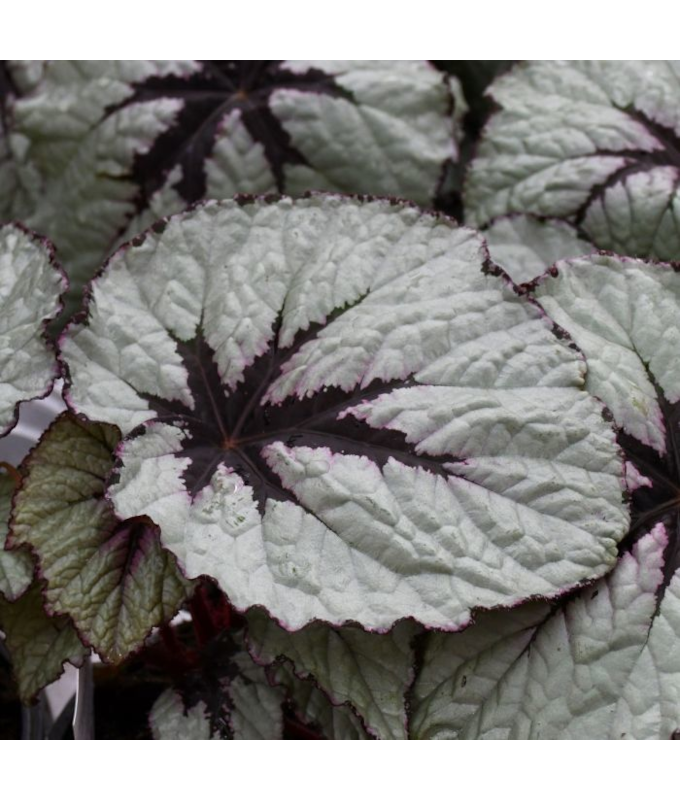 4.75T/10BEGON REX TREX FRST BLSH