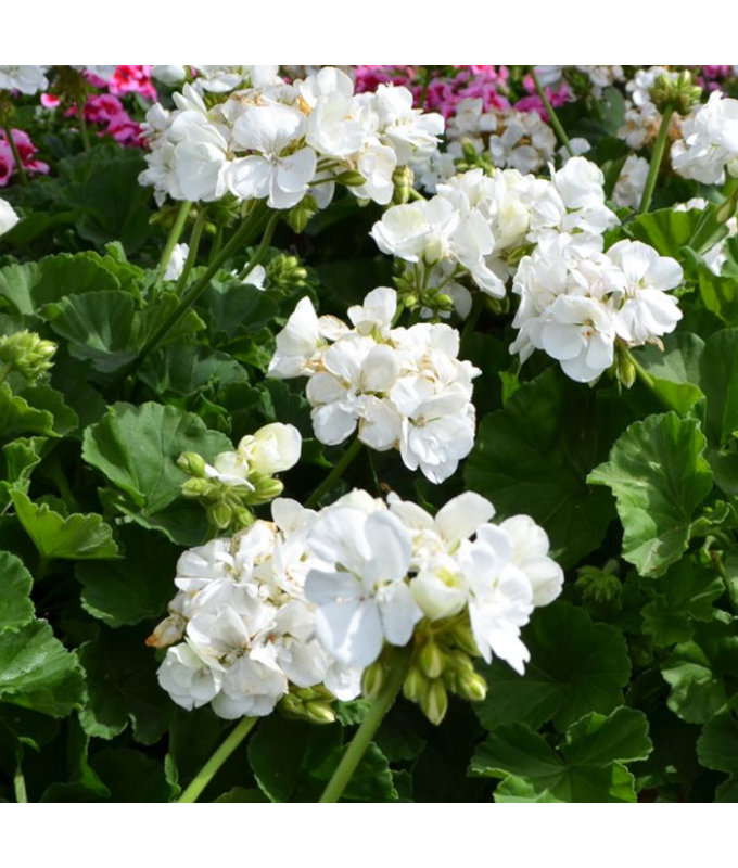 4.75T/10GERAN MOJO WHITE