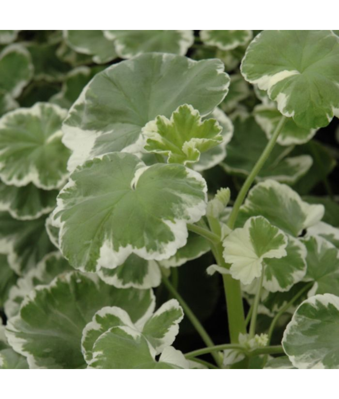 4.75T/10GERAN WILHELM LANGUTH