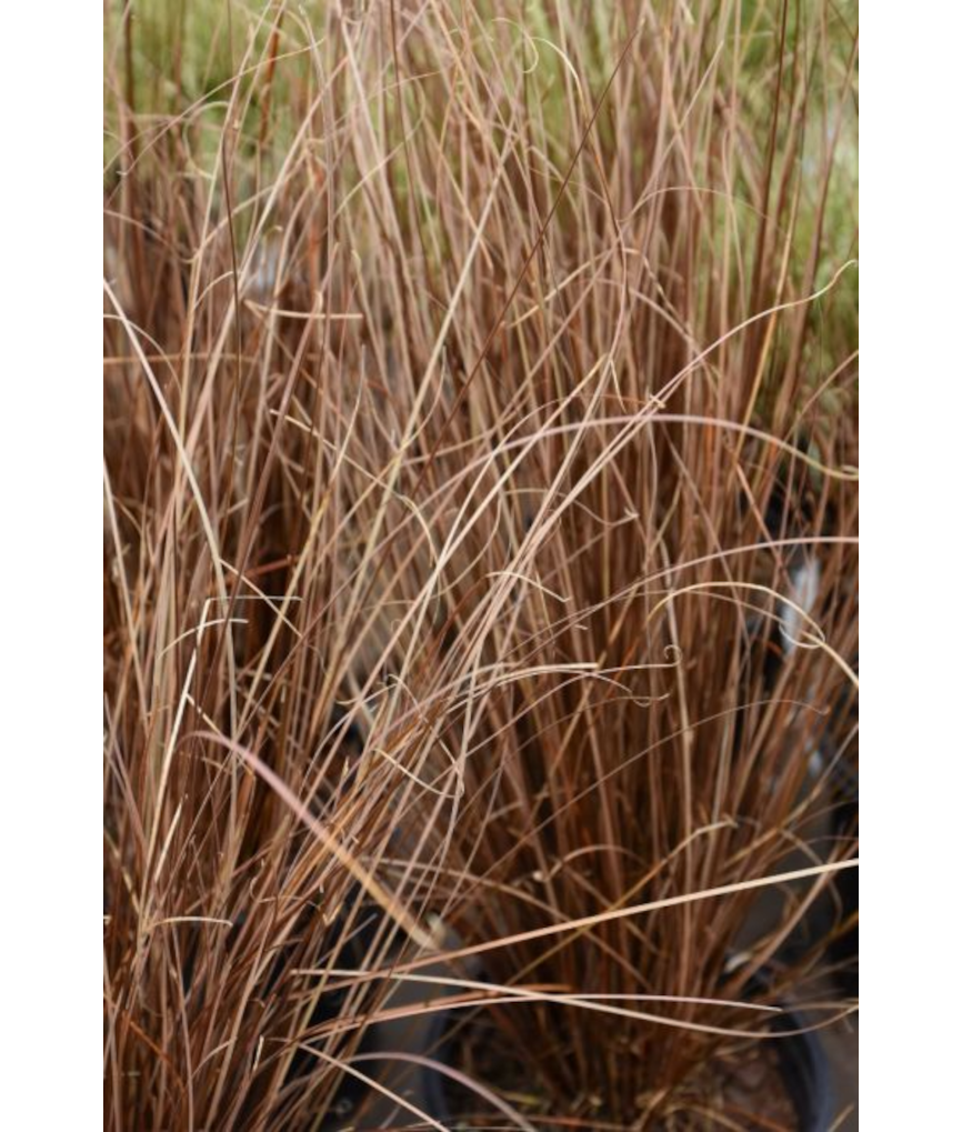 4.75T/10GRASS CAREX RED ROOSTER