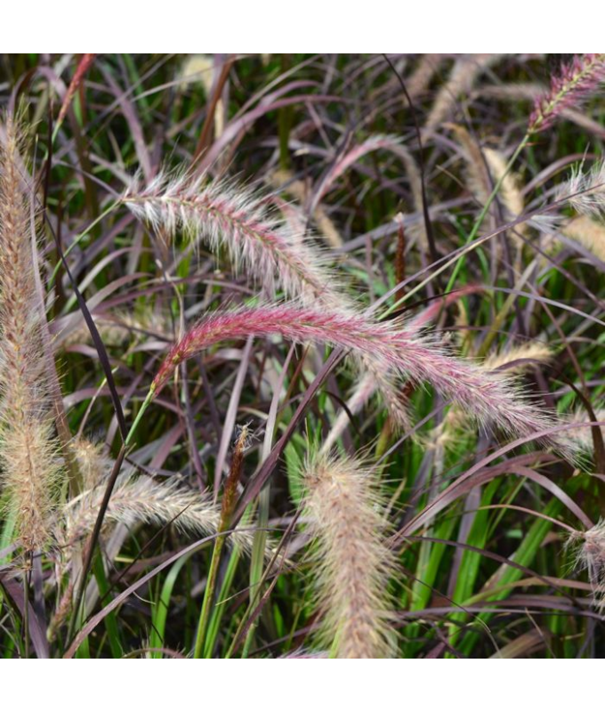 4.75T/10GRASS PURPLE FOUNTAIN