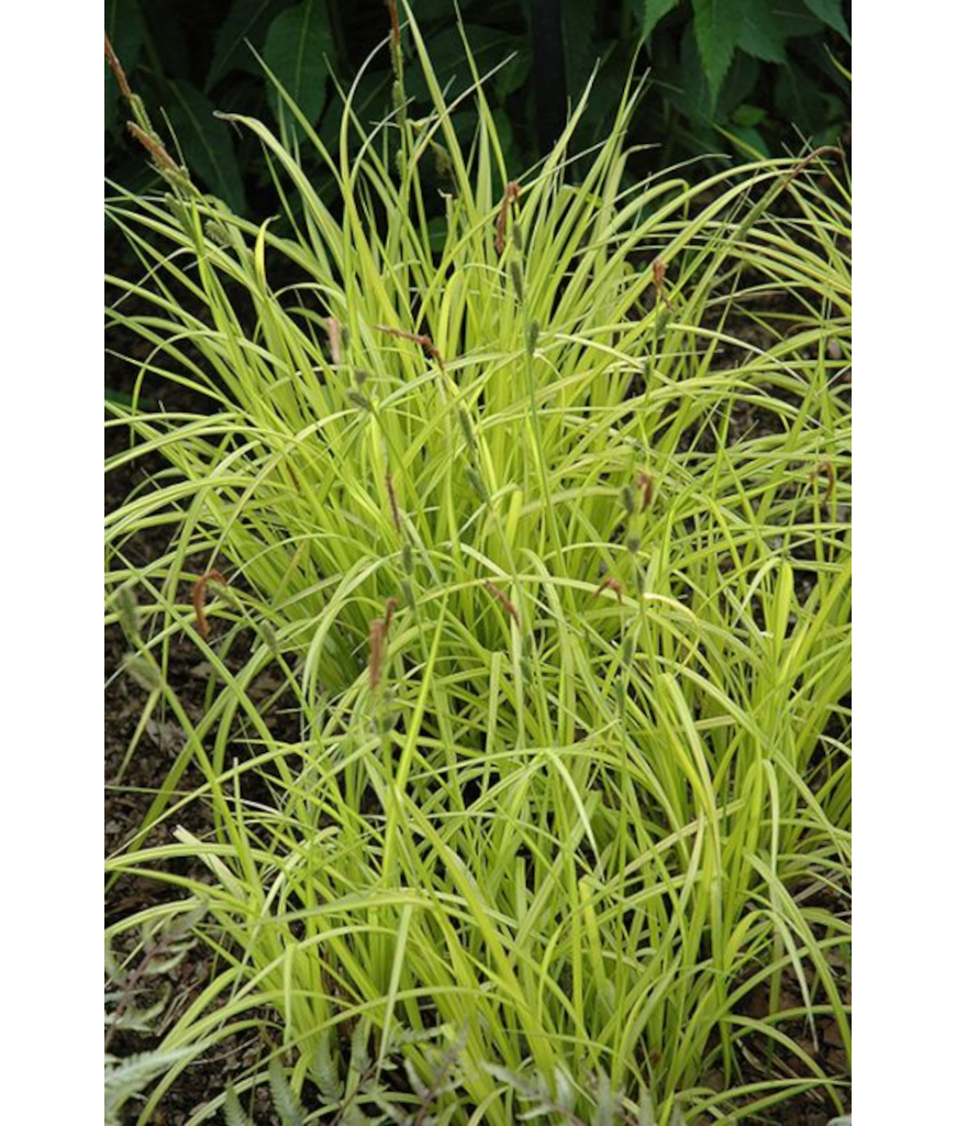 4.75T/10GRASS CAREX AUREA