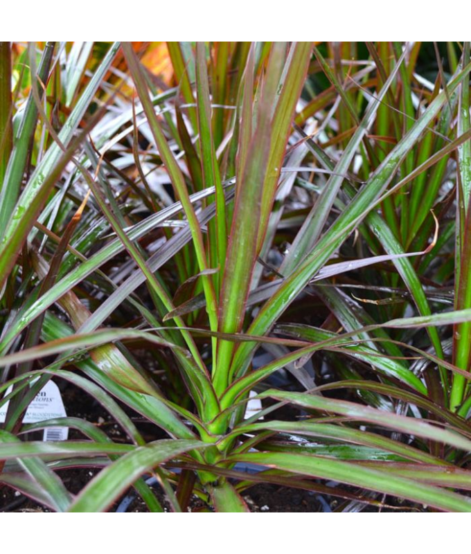 6.5T/3DRACENA BLOODSTONE