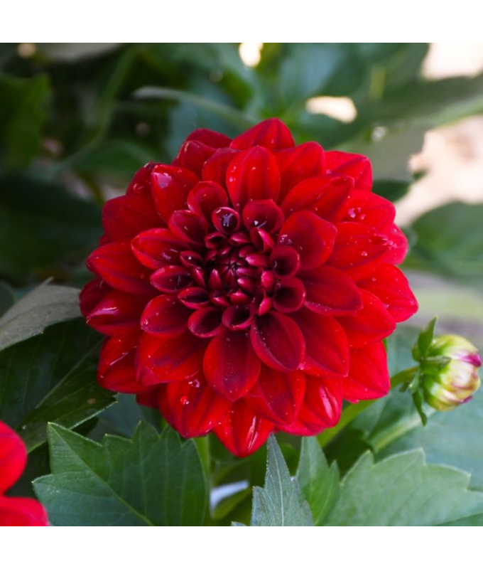 4.75T/10DAHLIA NOVATION RED