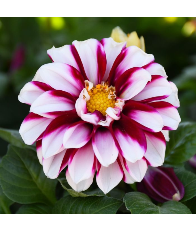 4.75T/10DAHLIA CRIMSON PICOTEE