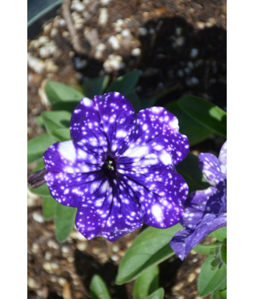 4.75T/10PETUNIA HEADLNR NIGHTSKY