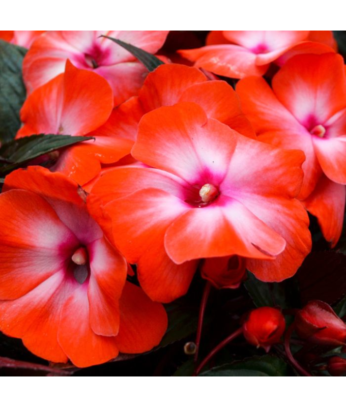 4.75T/10NEWGUINEA ORANGE ICE