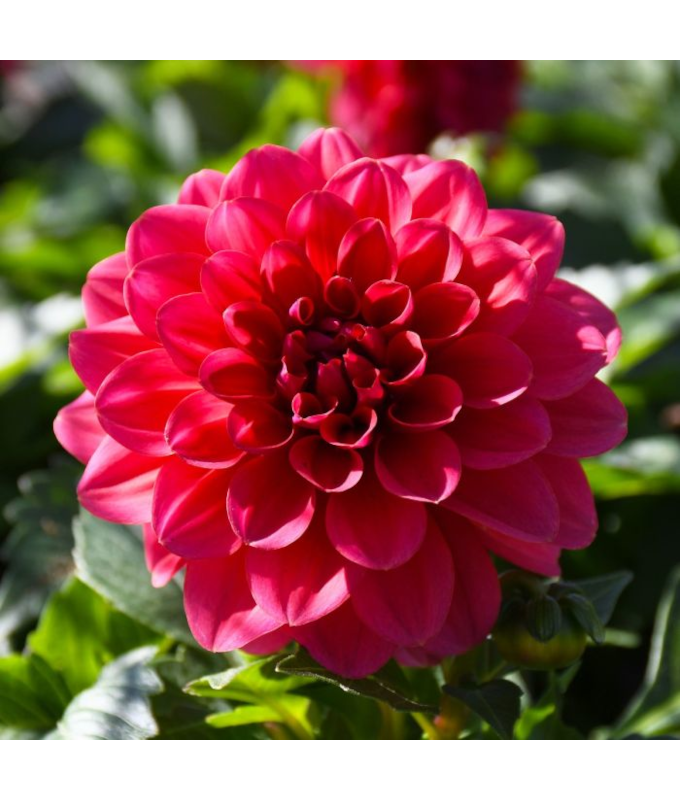 4.75T/10DAHLIA NOV SALMON
