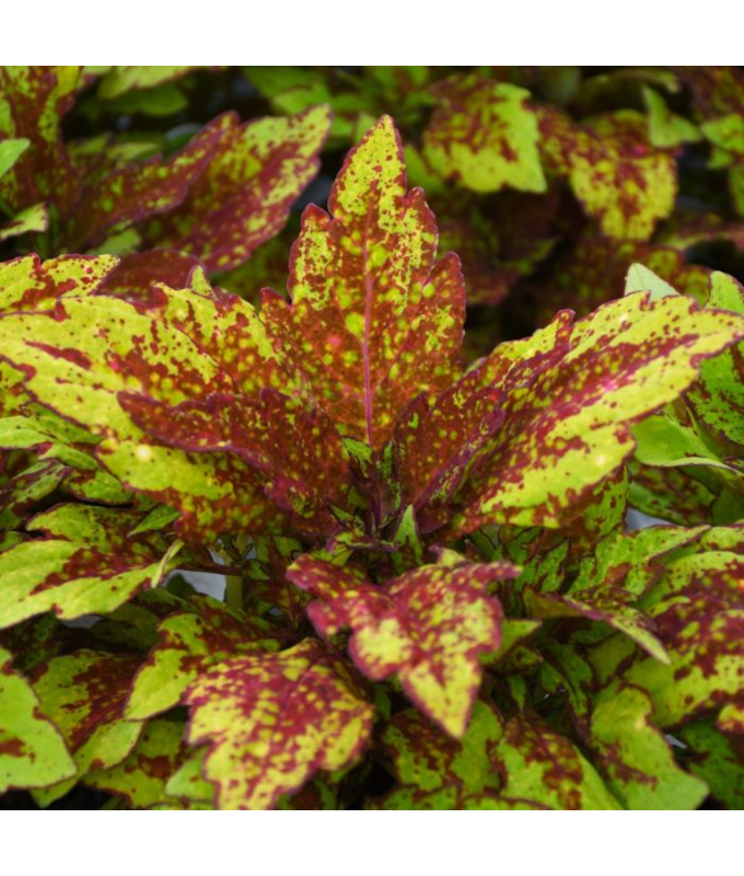 4.75T/10COLEUS DT GREENVILLE