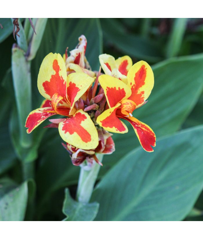 4.75T/10CANNA CANNOVA RED GLDN