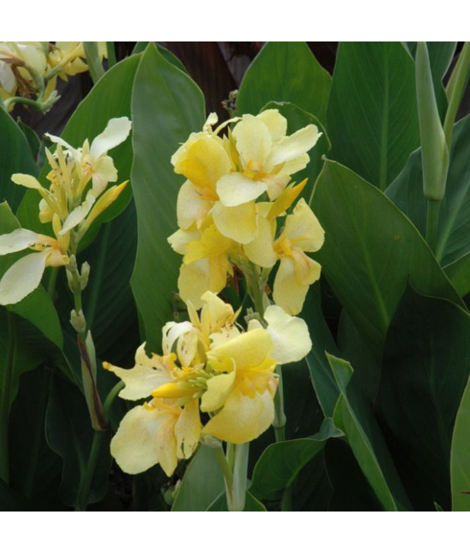 4.75T/10CANNA CANNOVA YELLOW