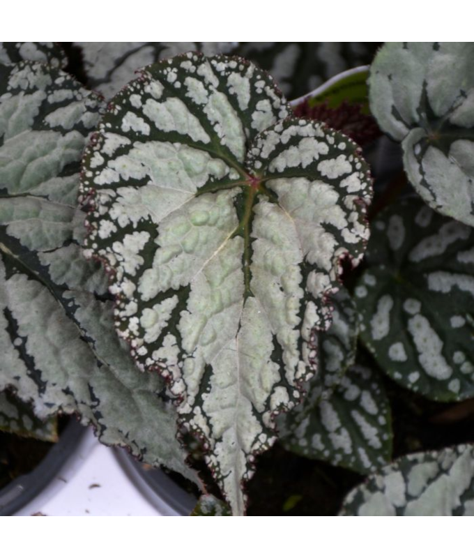 4.75T/10BEGON REX SILVER LACE