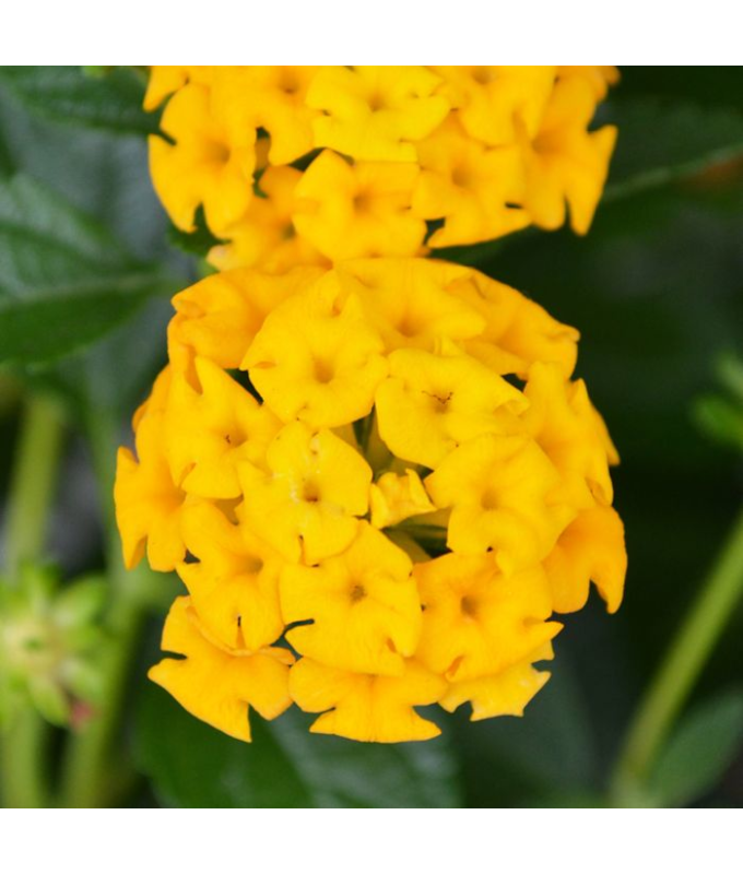 4.75T/10LANTANA NEW GOLD YELLOW