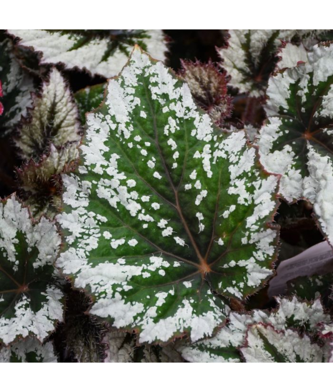 4.75T/10BEGON REX SPIRIT