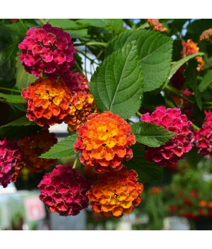 4.75T/10LANTANA BANDLRO CHRY SUN