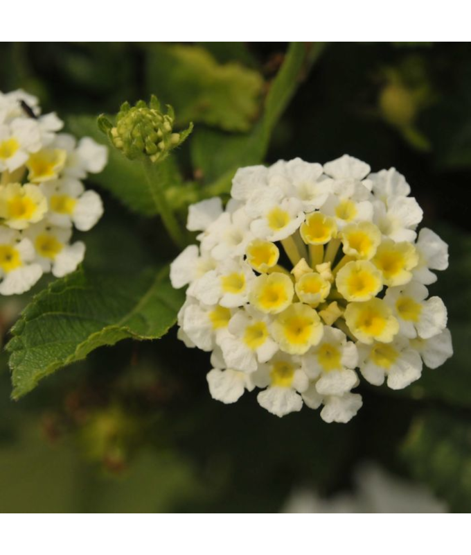 4.75T/10LANTANA BANDLST COCONUT