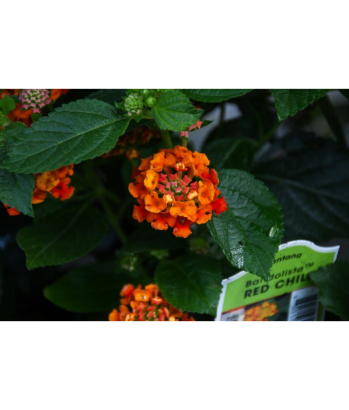 4.75T/10LANTANA BANDLST RED CHI