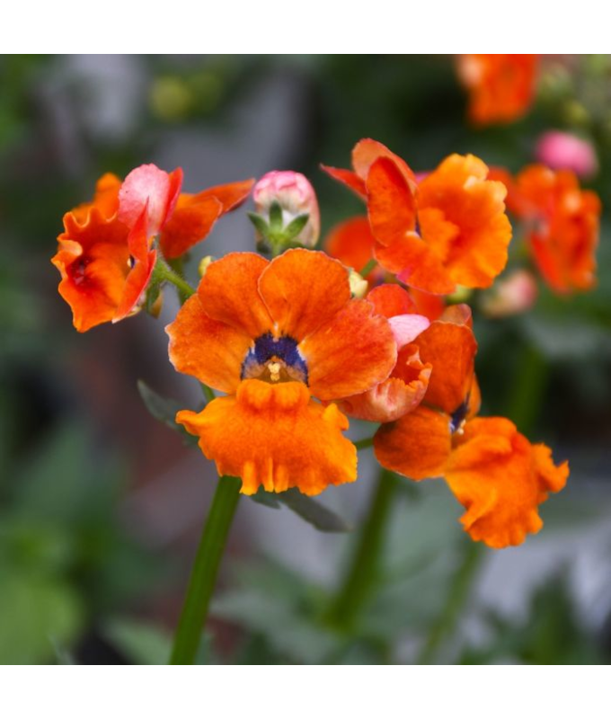 4.75T/10NEMESIA NESIA TANGERINE