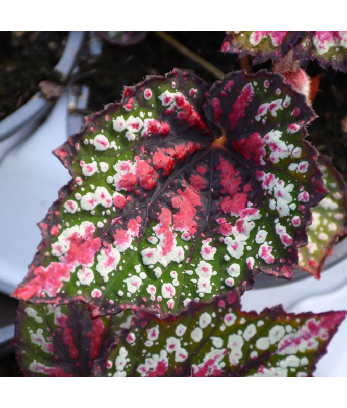 4.75T/10BEGON REX TREX ST NICK