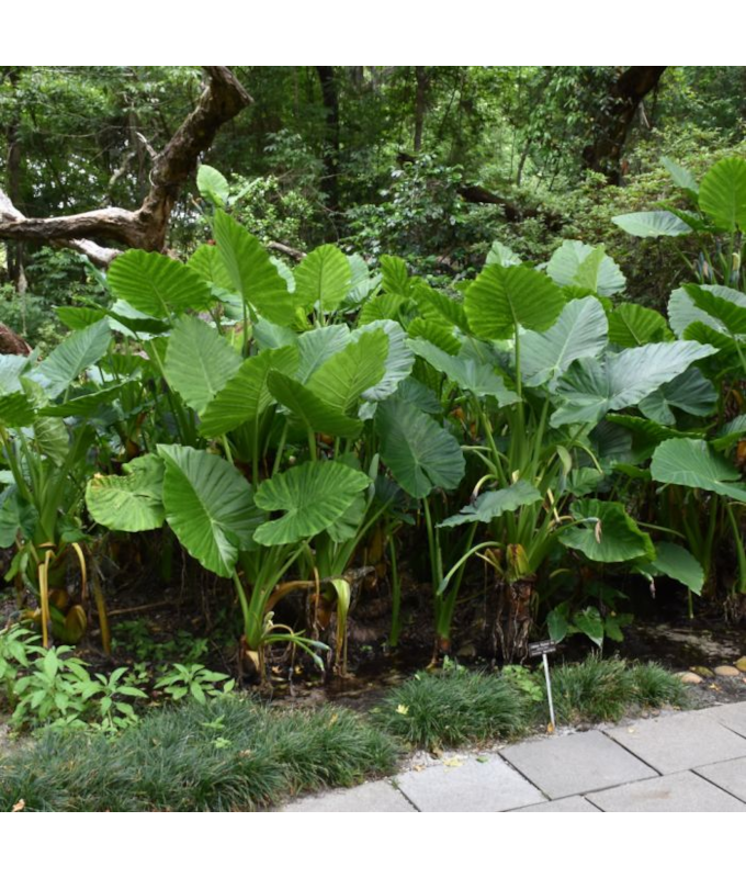 6.5T/3EE ALOCASIA CALIDORA GREEN