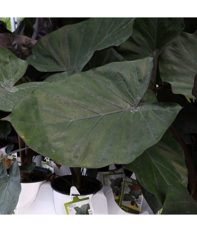 6.5T/3EE ALOCASIA METAL HEAD