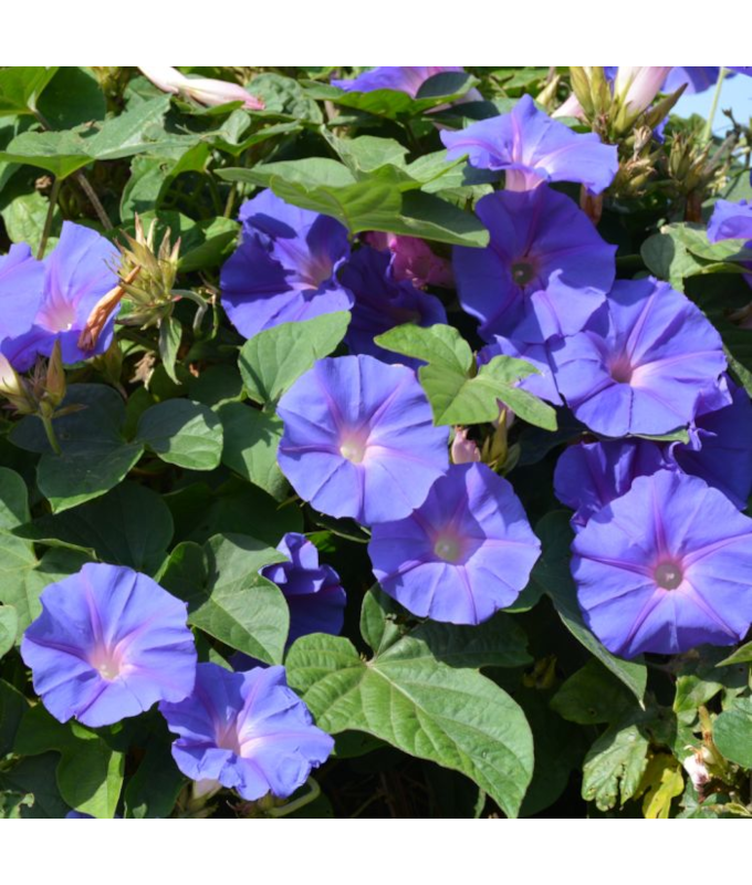 4.75T/10MORNING GLORY HEAVNBLUE