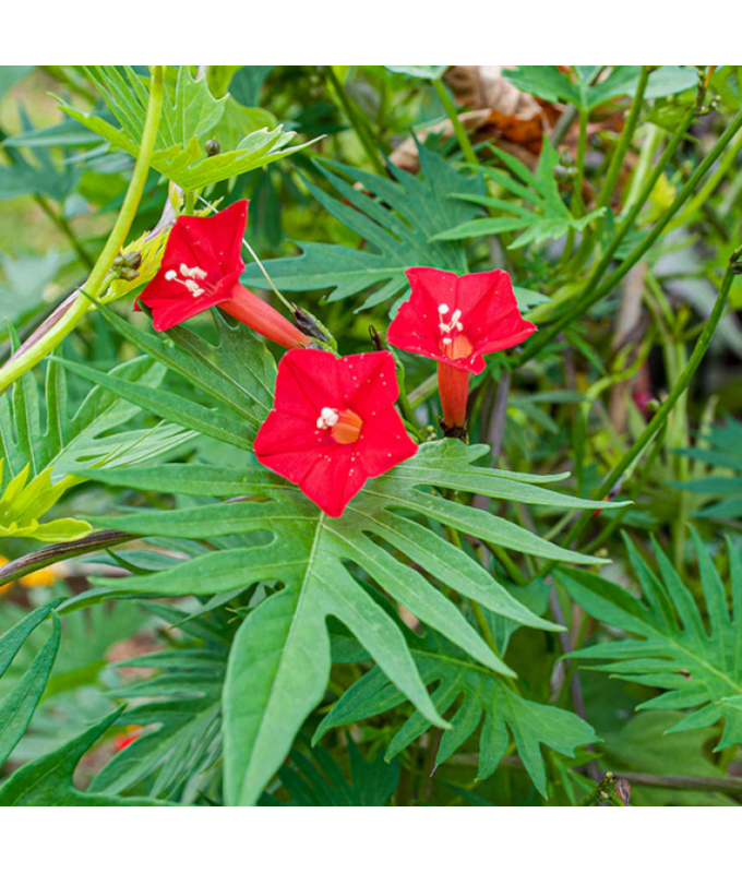 4.75T/10MORNING GLORY CARDINAL C