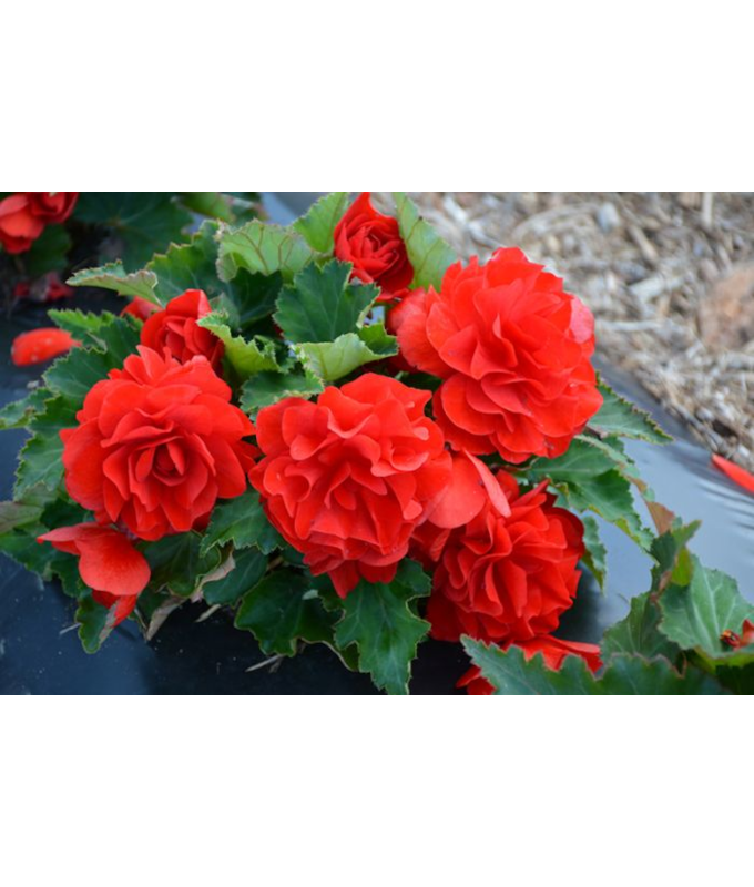 4.75T/10BEGON NONSTOP JOY RED